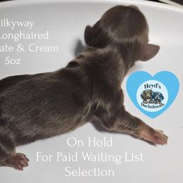 Milkyway - Chocolate and cream male Dachshund puppy in Hoquiam, Washington from Heyd's Mini Dachshunds