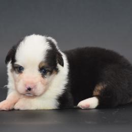 Boy 3 - male Pembroke Welsh Corgi puppy in Kansas City, Missouri from Willow Creek Corgis