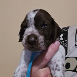 Light Blue Girl - Liver and white female German Shorthaired Pointer puppy in Johnson City, Tennessee from ShatzFired Shorthairs