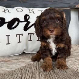 Blue Boy - Brown white and tan male Cockapoo puppy in Fort Gibson, Oklahoma from Waggle Doodles