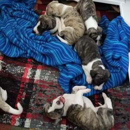 Whippet puppies from Cloverdale Whippets