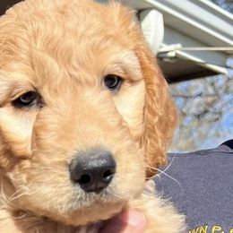 Goldendoodles from Fire House Pups