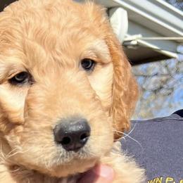 Goldendoodles from Fire House Pups