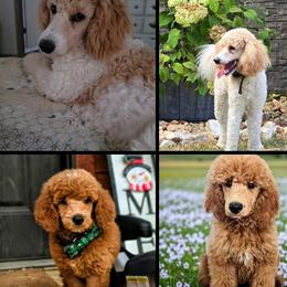 Poodles from Bella's Beauties Moyen Poodles
