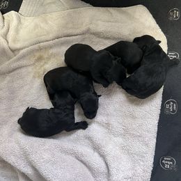 Ginger   Sold already - Black female Scottish Terrier puppy in Goodrich, Texas from Landrum Scottish Terriers