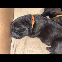 Girl 4 - Black female Cane Corso puppy in Douglasville, Georgia from Palazzo Cane Corso