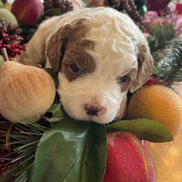 Twinkle - Apricot female Cavapoo puppy in Redding, California from Cavapoos of NorCal