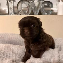 Chocolate female - Liver female Shih Tzu puppy in Kodak, Tennessee from Cutshall Babies