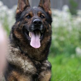 Vicki - German Shepherd