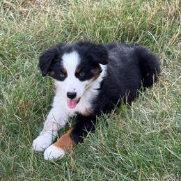 Hazel - Black tri female Miniature Australian Shepherd puppy in Marion, Michigan from Highland Hills Mini Aussies