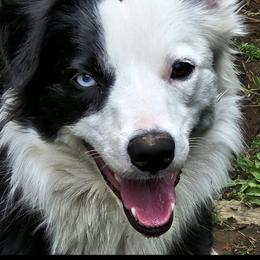 Border Collie Puppies from Cahill’s Canines
