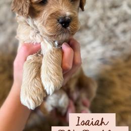 Isaiah - Apricot male Goldendoodle puppy in Tonopah, Arizona from DJ’s Doodles