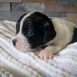 Tri Color Girl - Tri-color female Cavapoo puppy in San Diego, California from WW Cavapoos