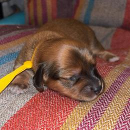 Brave - Red male Dachshund puppy in Clarksdale, Mississippi from Bo Didley's Doxies