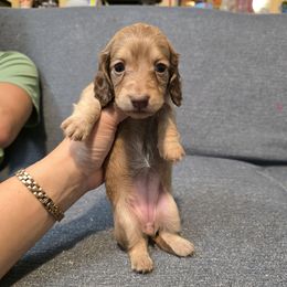 Molly - Cream female Dachshund puppy in Greenwood, Missouri from Nukee Beagles and Corgis