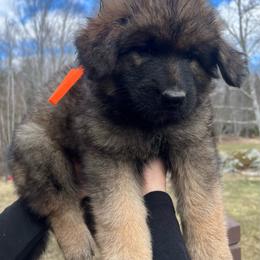 Willa - Sable female German Shepherd puppy in Winterport, Maine from Vom Stevens Old Fashioned German Shepherds