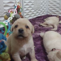 Black collar girl - Yellow female Labrador Retriever puppy in Nacogdoches, Texas from Westlane Dogs