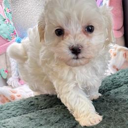 Angelina - White female Maltipoo puppy in Colonial Beach, Virginia from BeachRidge Pups