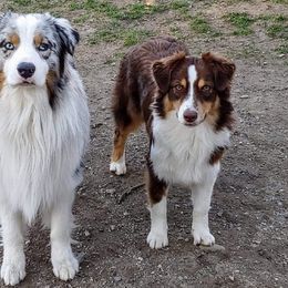 Australian Shepherd Puppies from Alias Australian Shepherds