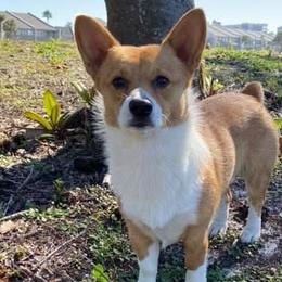 Cardigan Welsh Corgis and Pembroke Welsh Corgis from Spots and Sploots