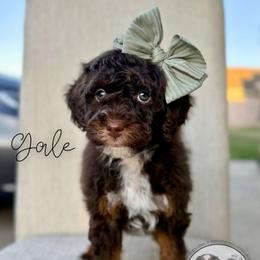 Gale - Brown and white female Bernedoodle puppy in Owasso, Oklahoma from Kallams Bernedoodles & Bernese Mountain Dogs