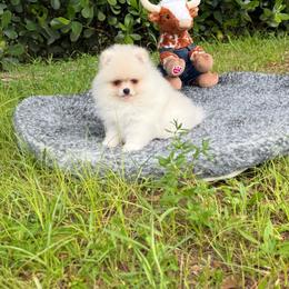 Little Angel 3500 - White male Pomeranian puppy in Naples, Florida from 🤎 Dreaming Puppies 🐶
