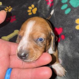 AKC Fabio - Dapple male Dachshund puppy in Knoxville, Tennessee from Thea's Puppies