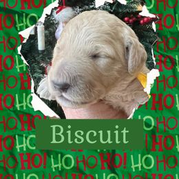 Biscuit - Cream male Goldendoodle puppy in Stroudsburg, Pennsylvania from Momma’s Mini Goldendoodles