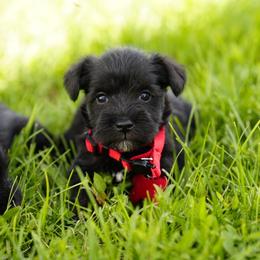 Girl 1 - Black female Miniature Schnauzer puppy in Snowflake / Phoenix, Arizona from Snowflake Schnauzers