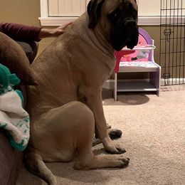 Mastiff All Grown Up from Rahas Mastiffs