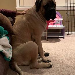 Mastiff All Grown Up from Rahas Mastiffs