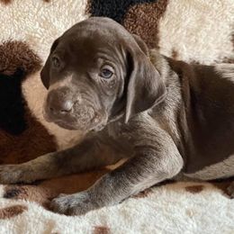 German Shorthaired Pointers from Darm Farm Pointers