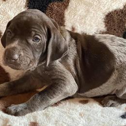 German Shorthaired Pointers from Darm Farm Pointers