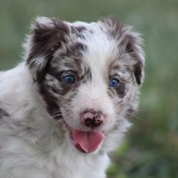 Bailey - Red merle male Border Collie puppy in Tylertown, Mississippi from Cool Meadow Farms