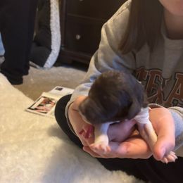 Peppermint Mocha - Parti male Goldendoodle puppy in Arlington, Texas from Chambers Doodle Patch