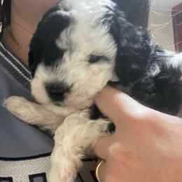 Daisy - Parti female Goldendoodle puppy in Maineville, Ohio from Danielle's Doodles