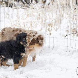Australian Shepherd Puppies from Silverland Aussies