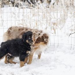 Australian Shepherd Puppies from Silverland Aussies