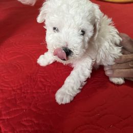 Ghost - White male Poodle puppy in Lexington, Tennessee from Jm’s Precious Poodles