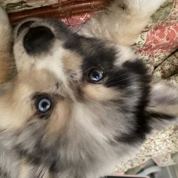 Pomeranian and Pomsky Puppies from Pine and Sea Pomskies