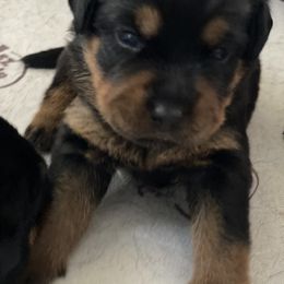 Rottweiler Puppies from Von Zak Kennels