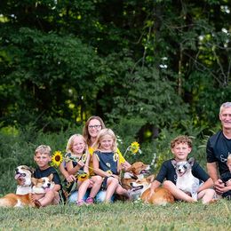 Pembroke Welsh Corgi puppies from Rex Farm Corgis