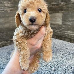 Pippy - Red  female Poodle puppy in Osseo, Michigan from Paws in the Country