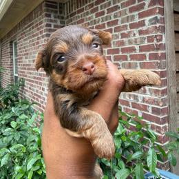 Teddy - Chocolate and tan male Yorkshire Terrier puppy in Pearl, Mississippi from Amazing Companions Kennel
