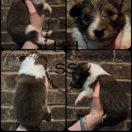 Liberty - Sable and white female Shetland Sheepdog puppy in Lebanon, Tennessee from Henotic Homestead's Shetland Sheepdogs