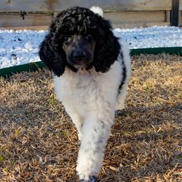 Princess - Parti Poodle puppy in Hutto, Texas from Scarlett Rose Ranch Poodles