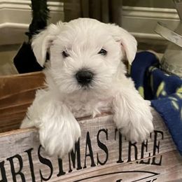 Miniature Schnauzers from Michele’s South Louisiana Miniature Schnauzers