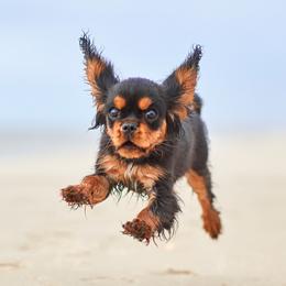 Cavalier King Charles Spaniel Puppies from Avion's Cavaliers