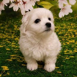 Olive - White male Maltese puppy in North Myrtle Beach, South Carolina from Perfect Puppies