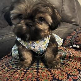 Shih Tzu Puppies from The Lion dog Shih Tzu